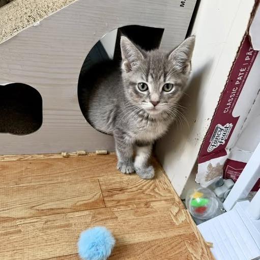 River, Adoptable, Young Male Domestic Short Hair.