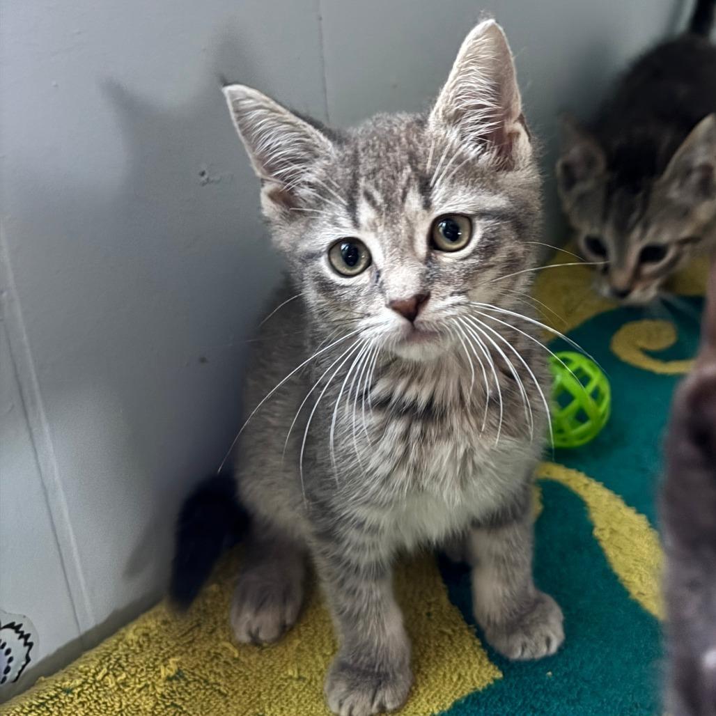 River, a Adoptable Domestic Short Hair in Richland, MI image 2/6