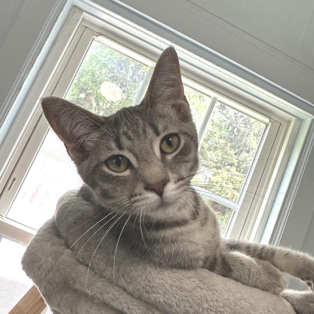 River, a Adoptable Domestic Short Hair in Richland, MI image 3/6