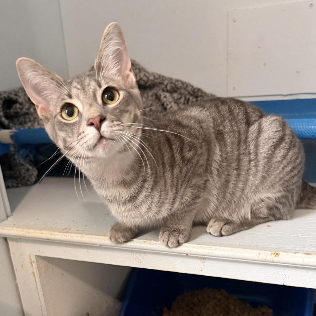 River, a Adoptable Domestic Short Hair in Richland, MI image 4/6