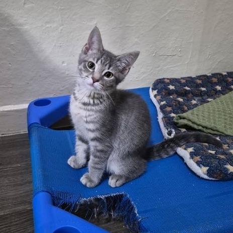 River, a Adoptable Domestic Short Hair in Richland, MI image 5/6