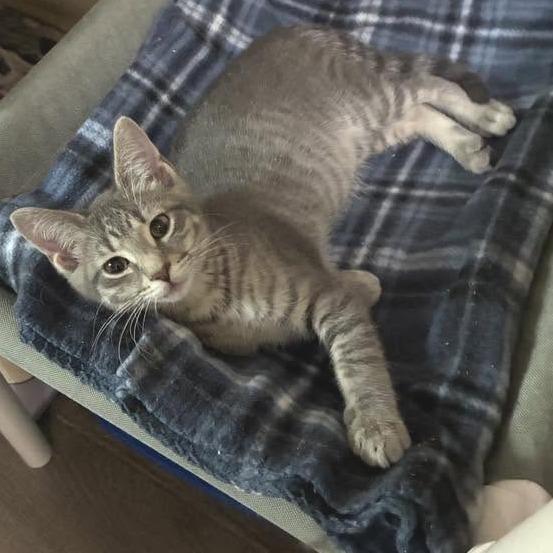 River, a Adoptable Domestic Short Hair in Richland, MI image 6/6