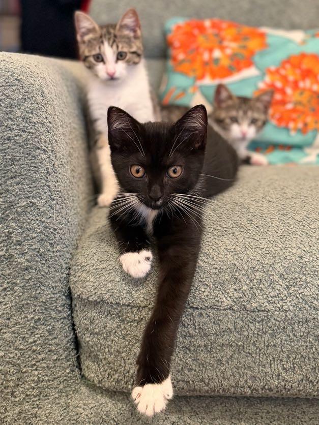 Enlarge Artemis, Athena & Hestia, a Adoptable Domestic Short Hair in brooklyn, NY image 3/6