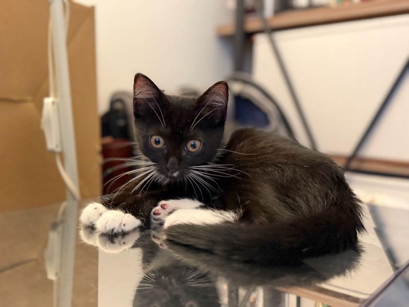 Enlarge Artemis, Athena & Hestia, a Adoptable Domestic Short Hair in brooklyn, NY image 6/6