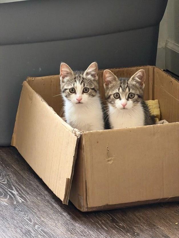 Enlarge Artemis, Athena & Hestia, a Adoptable Domestic Short Hair in brooklyn, NY image 4/6