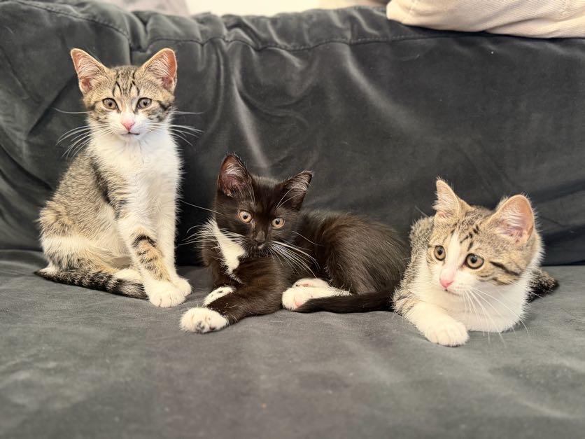 Artemis, Athena & Hestia, Adoptable, Kitten Female Domestic Short Hair.