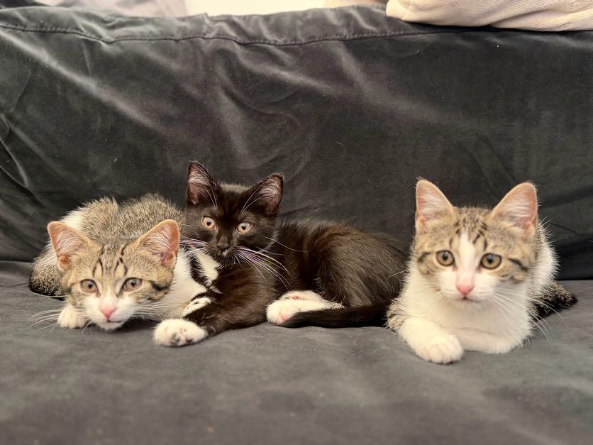 Enlarge Artemis, Athena & Hestia, a Adoptable Domestic Short Hair in brooklyn, NY image 5/6