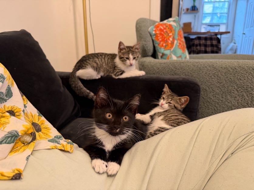 Enlarge Artemis, Athena & Hestia, a Adoptable Domestic Short Hair in brooklyn, NY image 2/6