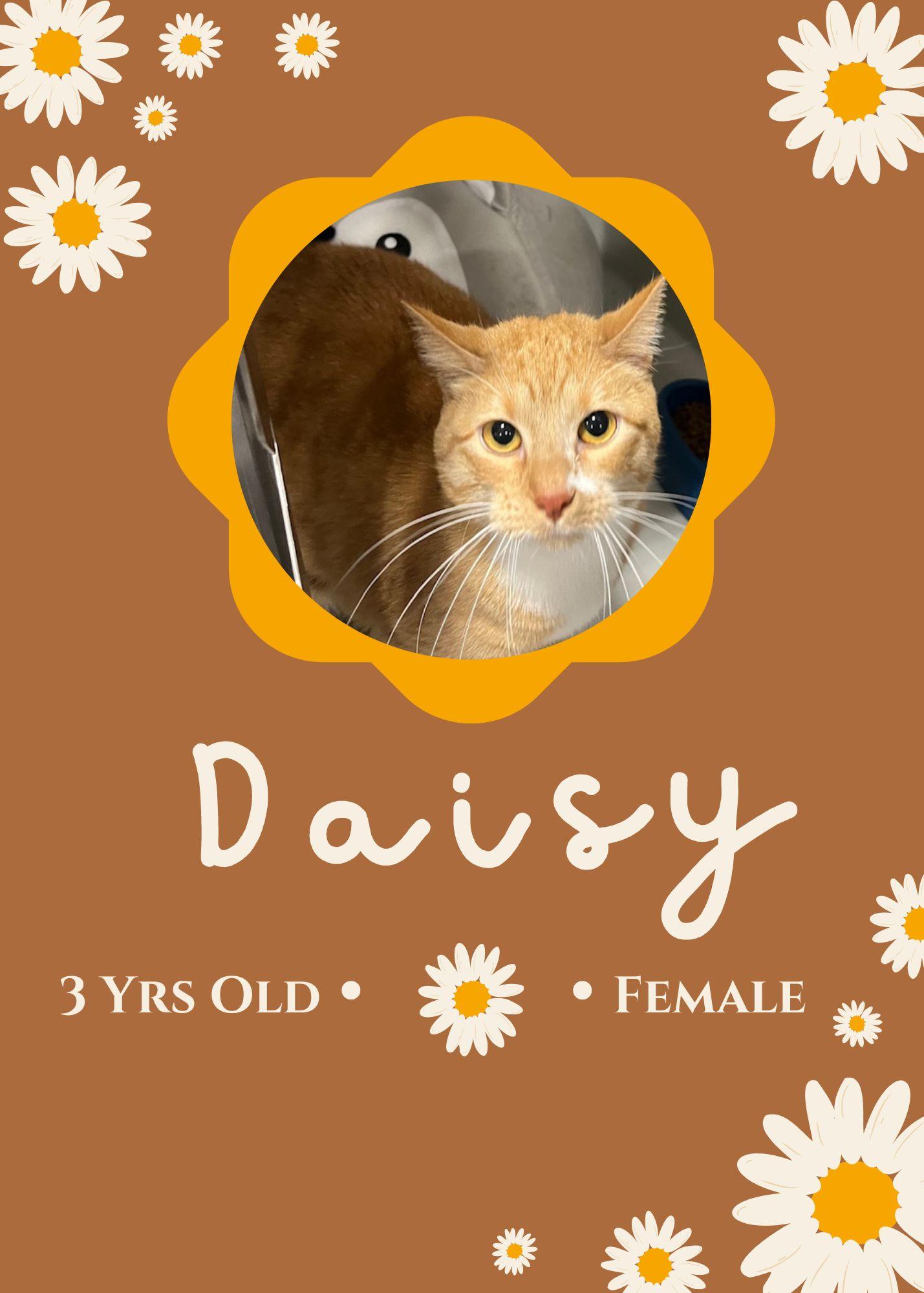 Enlarge Daisy, a ADOPTABLE Domestic Short Hair in Webster City, IA image 1/1