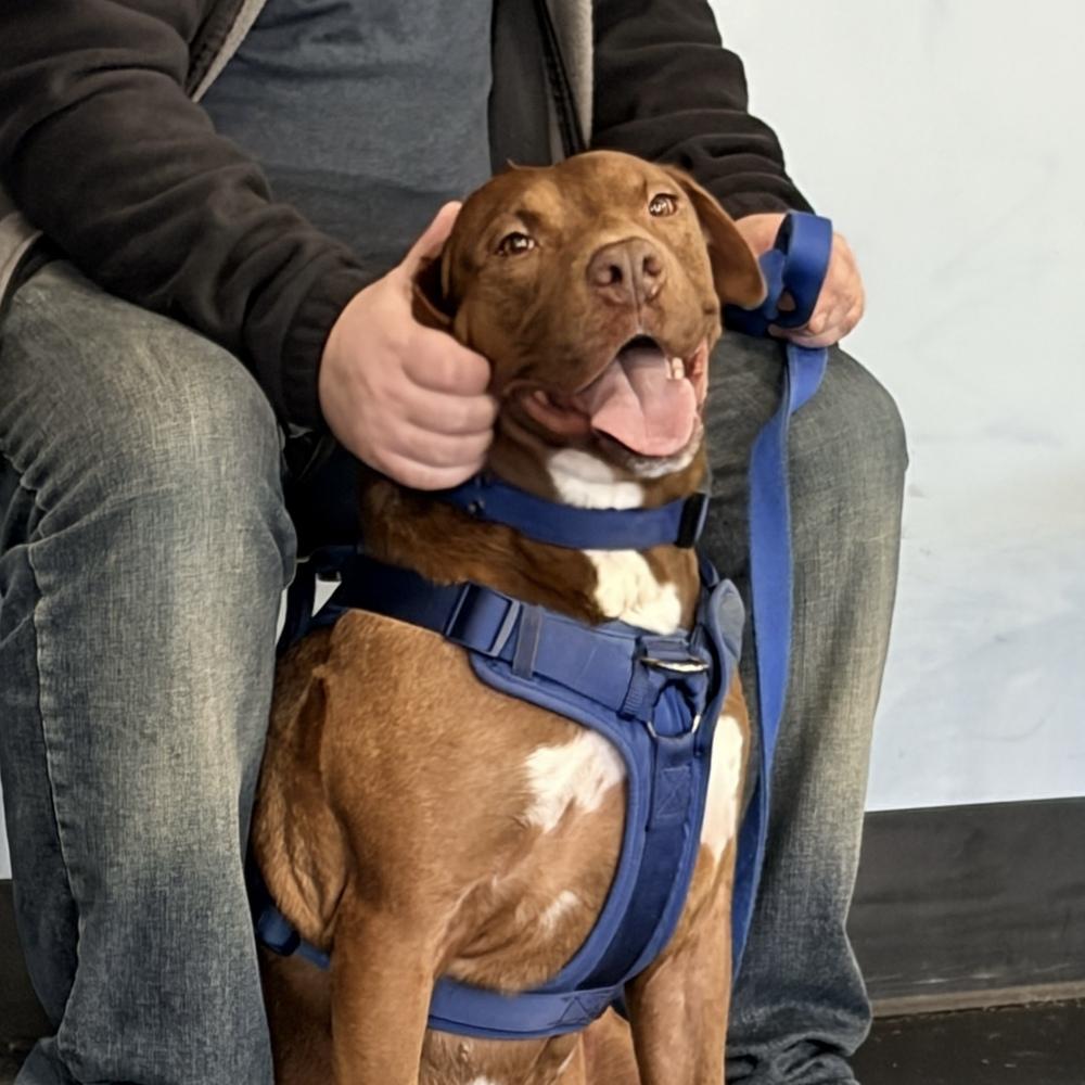 Rufio - AVAILABLE, Adoptable, Adult Male Pit Bull Terrier & Boxer.