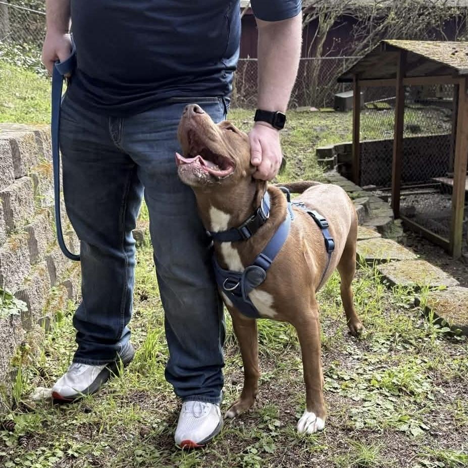 Enlarge Rufio - AVAILABLE, a Adoptable mixed breed in Seattle, WA image 4/6