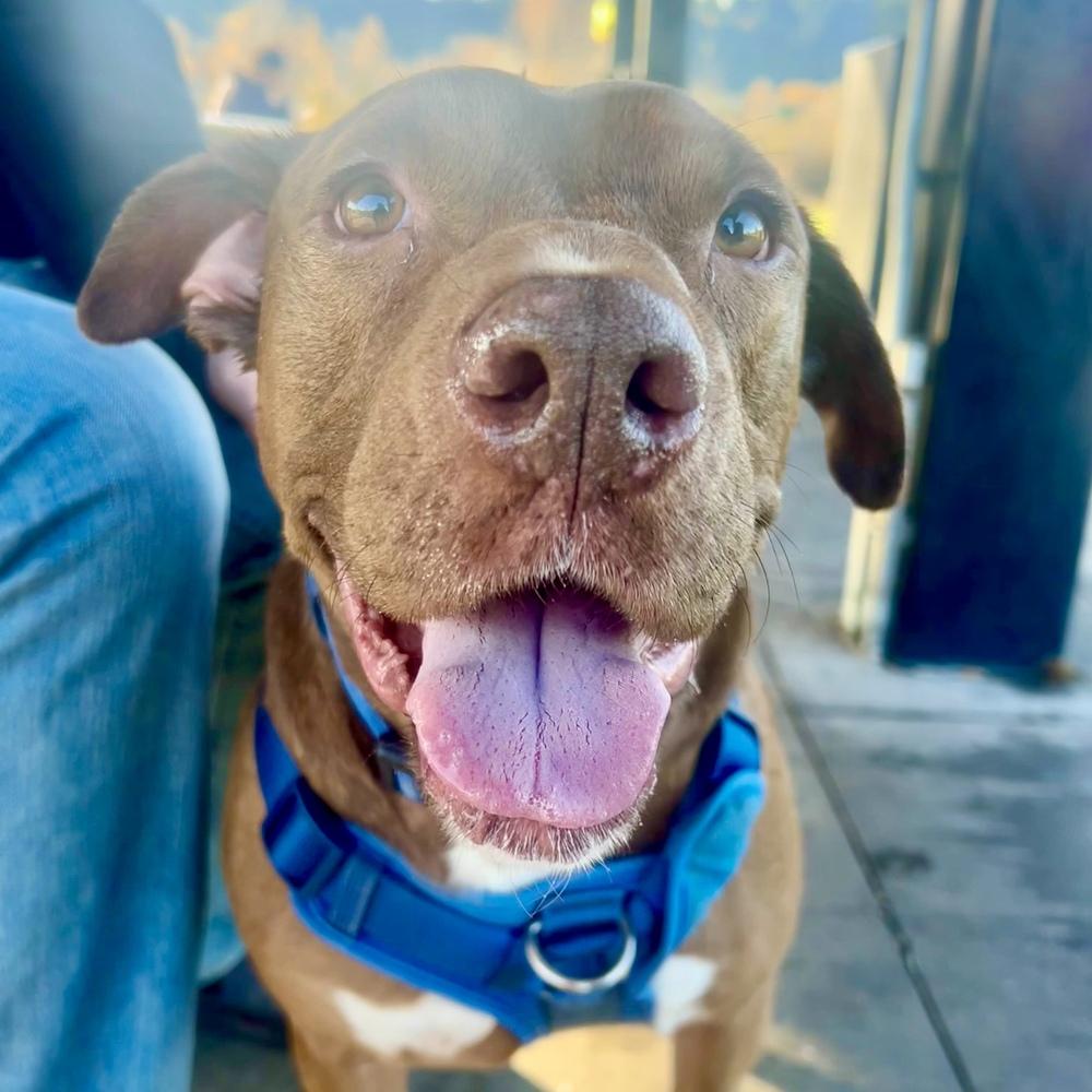 Enlarge Rufio - AVAILABLE, a Adoptable mixed breed in Seattle, WA image 3/6