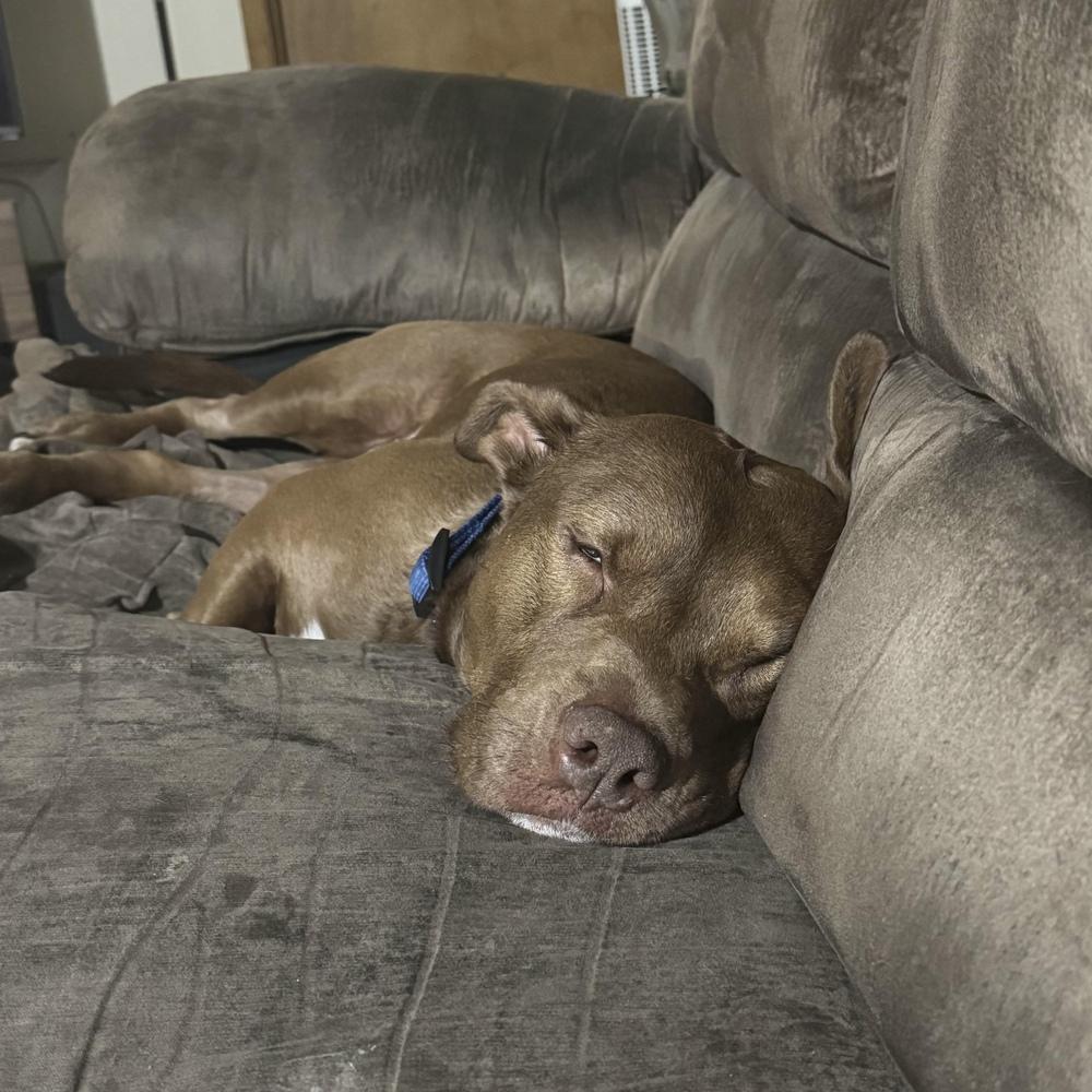 Enlarge Rufio - AVAILABLE, a Adoptable mixed breed in Seattle, WA image 1/6