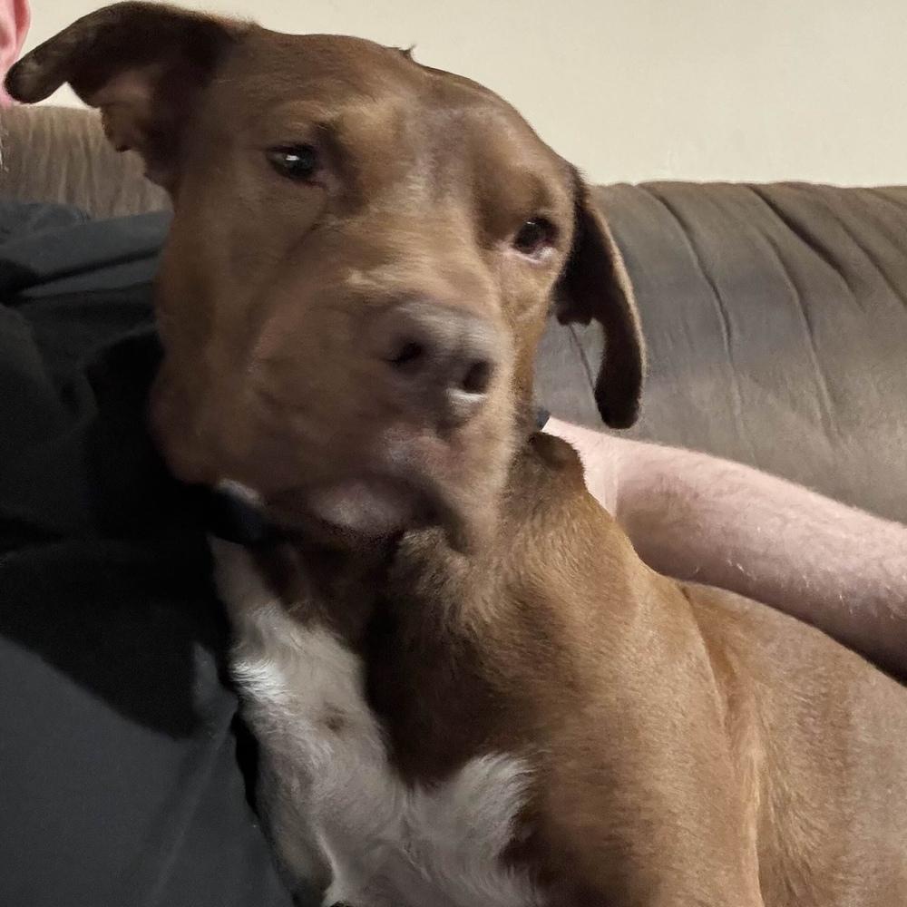 Enlarge Rufio - AVAILABLE, a Adoptable mixed breed in Seattle, WA image 2/6