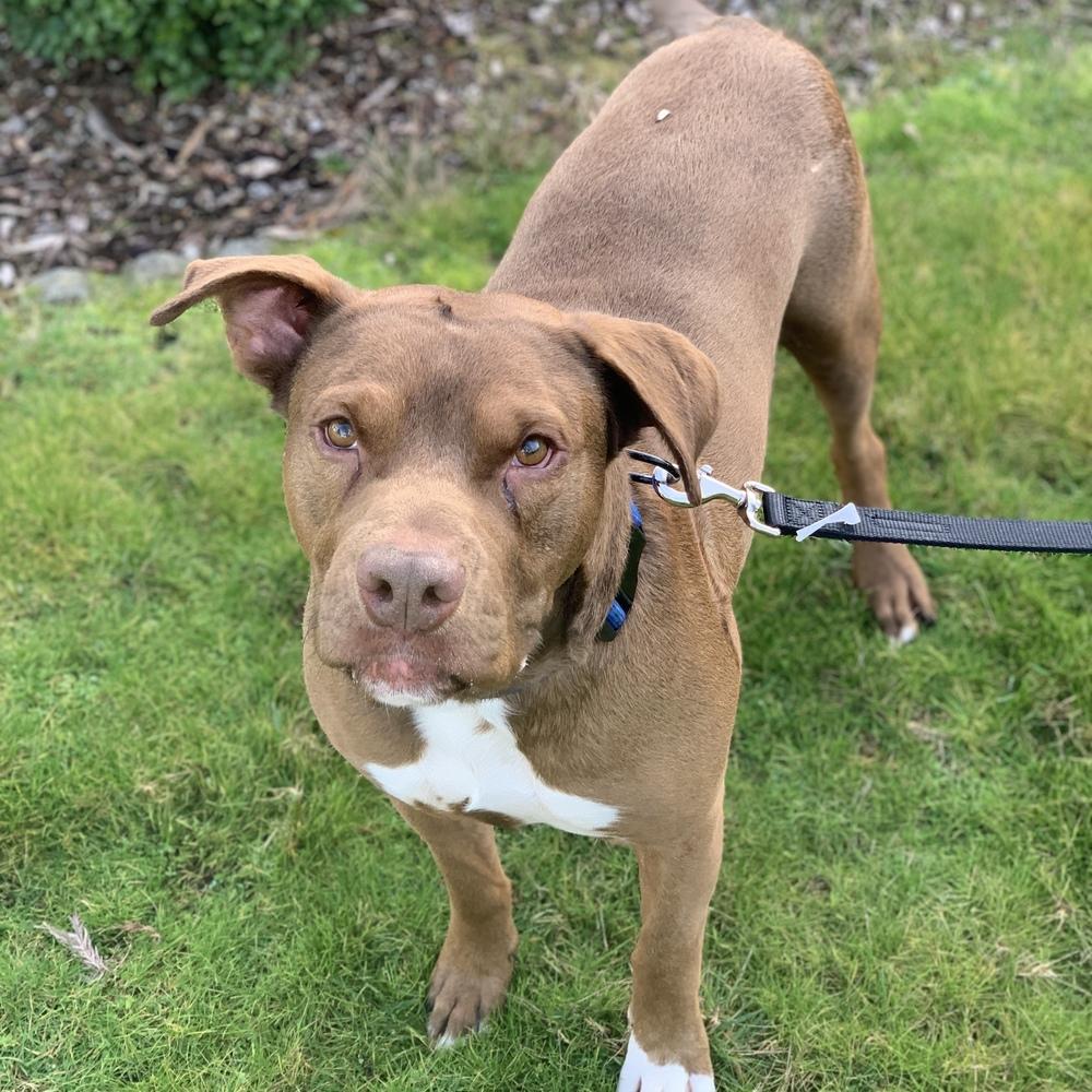 Enlarge Rufio - AVAILABLE, a Adoptable mixed breed in Seattle, WA image 3/6