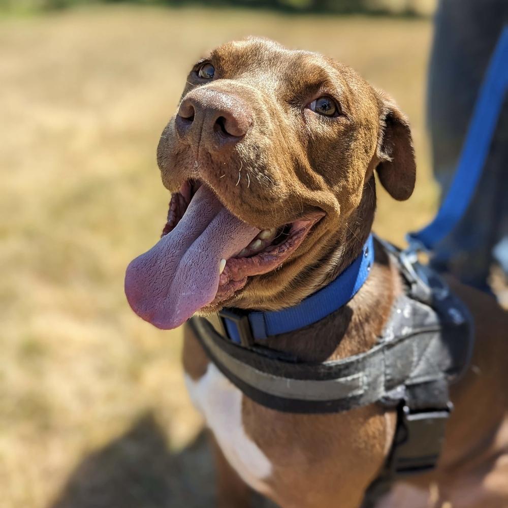 Rufio - AVAILABLE, Adoptable, Adult Male Pit Bull Terrier & Boxer.