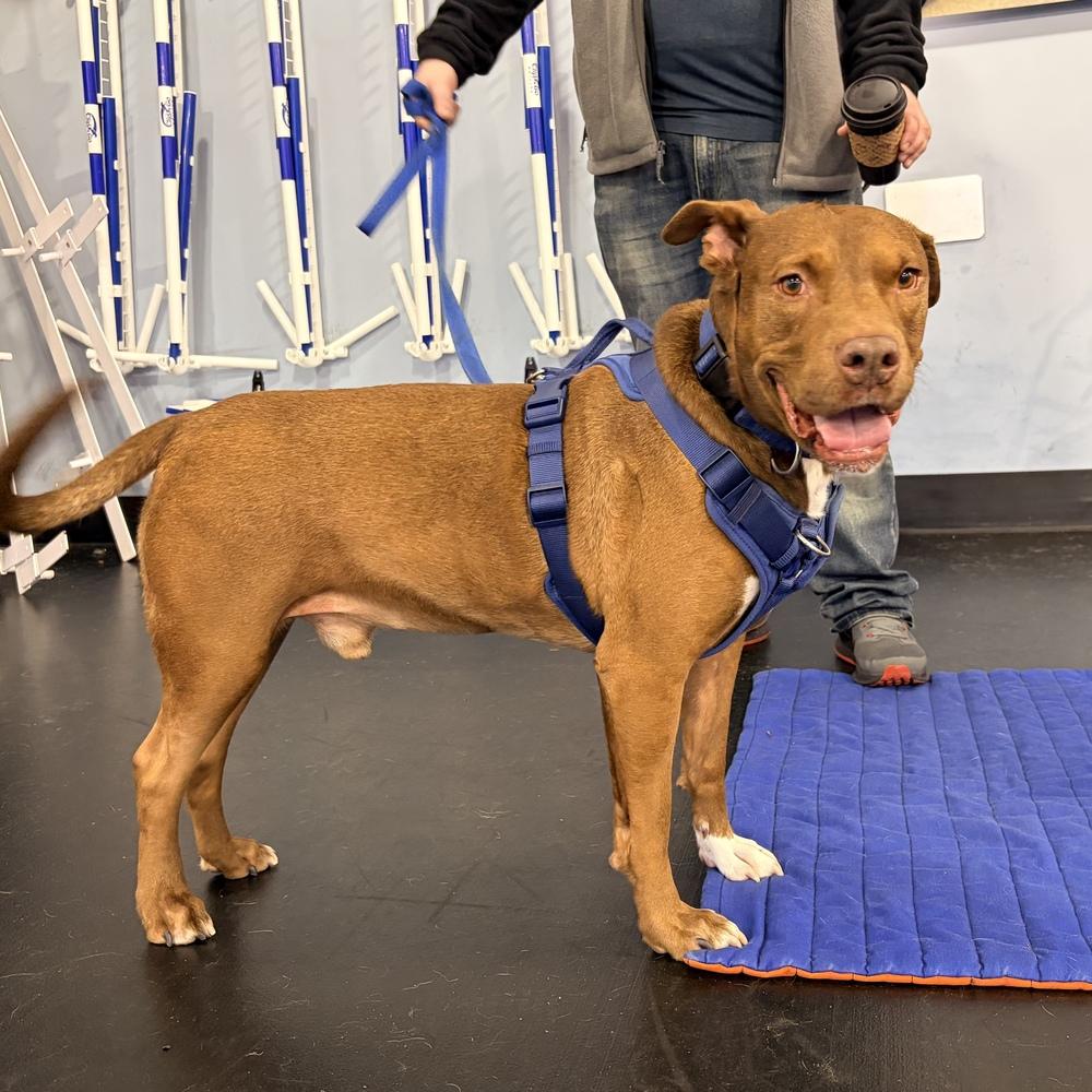 Enlarge Rufio - AVAILABLE, a Adoptable mixed breed in Seattle, WA image 2/6