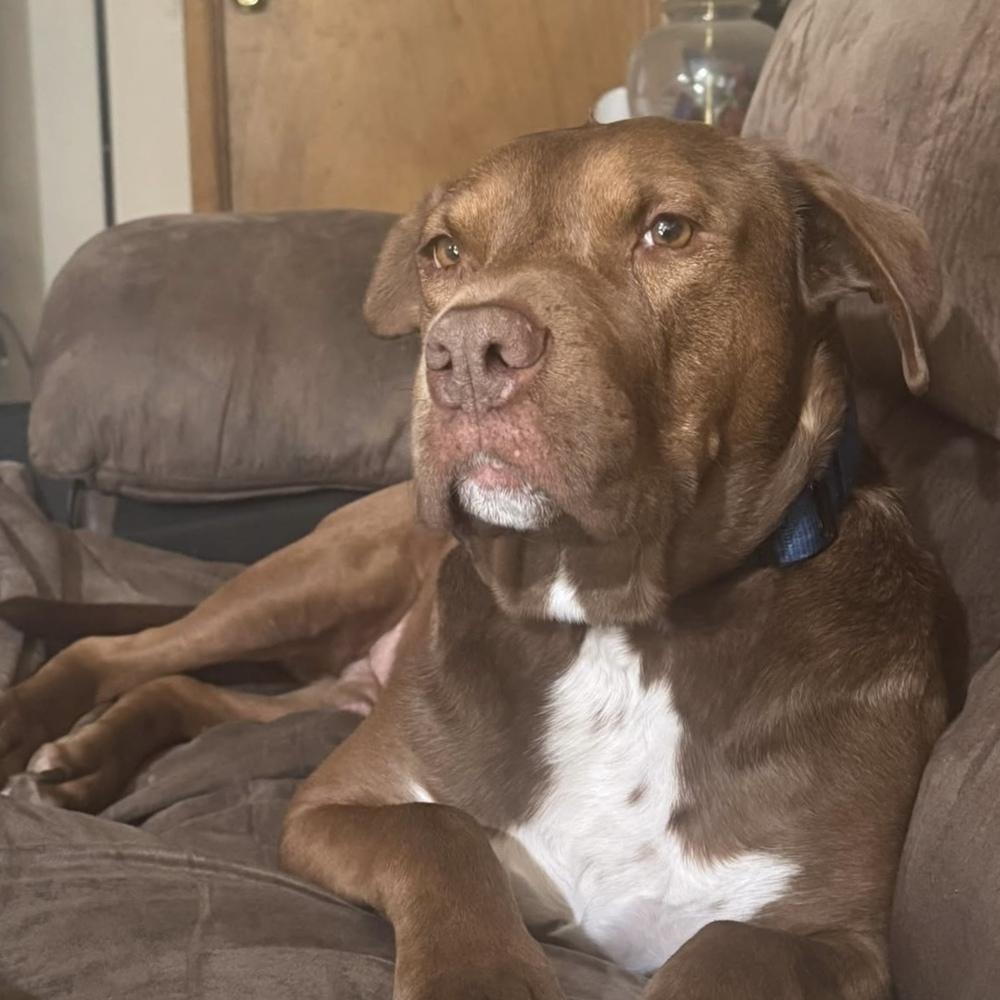 Enlarge Rufio - AVAILABLE, a Adoptable mixed breed in Seattle, WA image 6/6