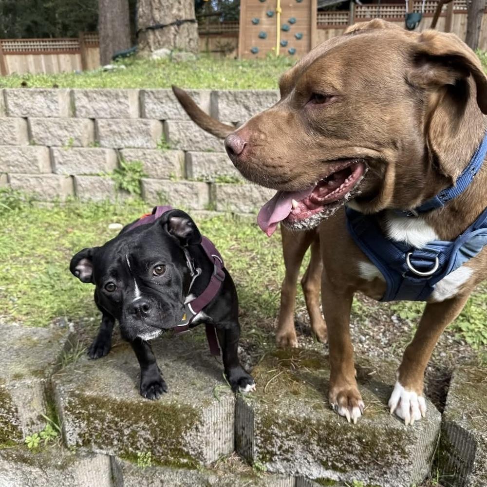 Enlarge Rufio - AVAILABLE, a Adoptable mixed breed in Seattle, WA image 5/6