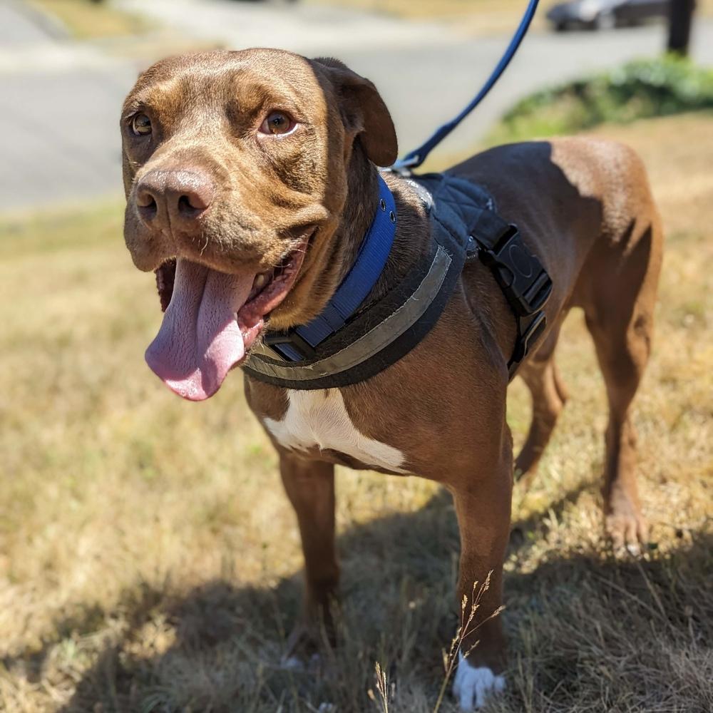 Enlarge Rufio - AVAILABLE, a Adoptable mixed breed in Seattle, WA image 5/6