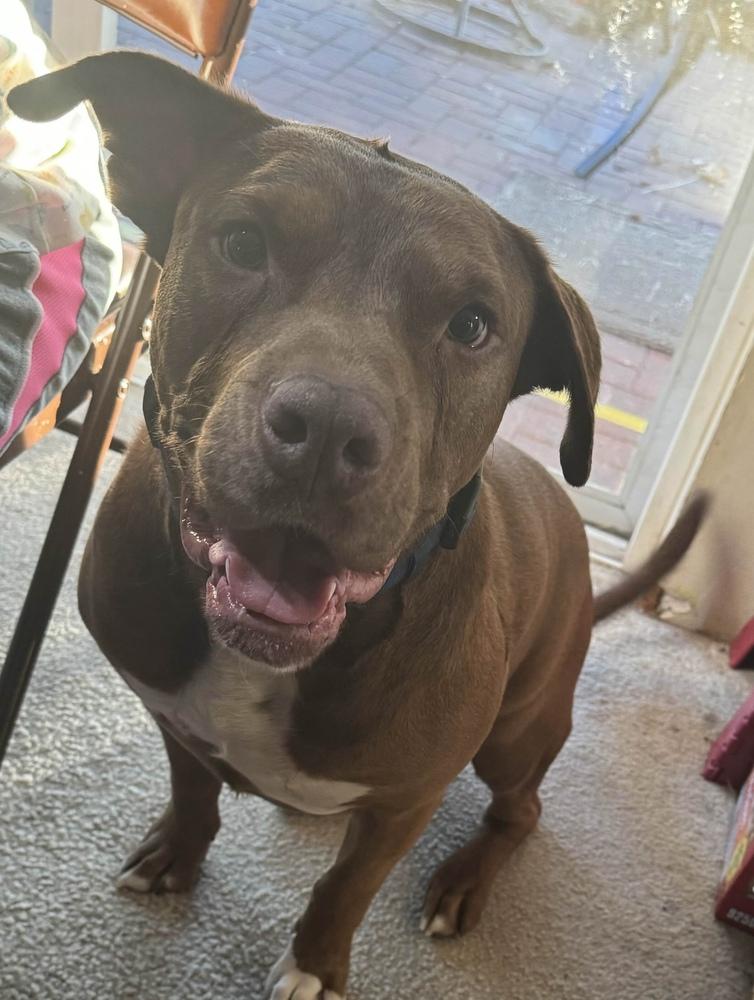 Enlarge Rufio - AVAILABLE, a Adoptable mixed breed in Seattle, WA image 6/6