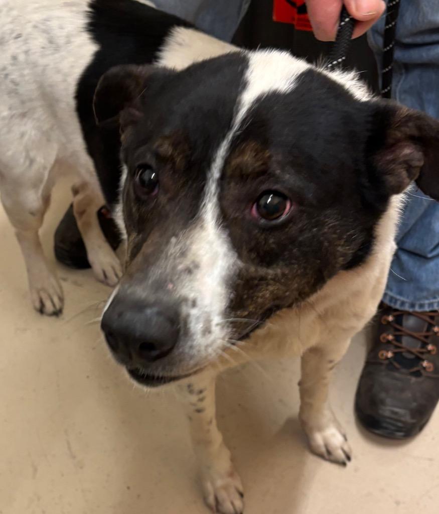 DAISY, a Adoptable Australian Cattle Dog / Blue Heeler in Elizabethton, TN image 1/6