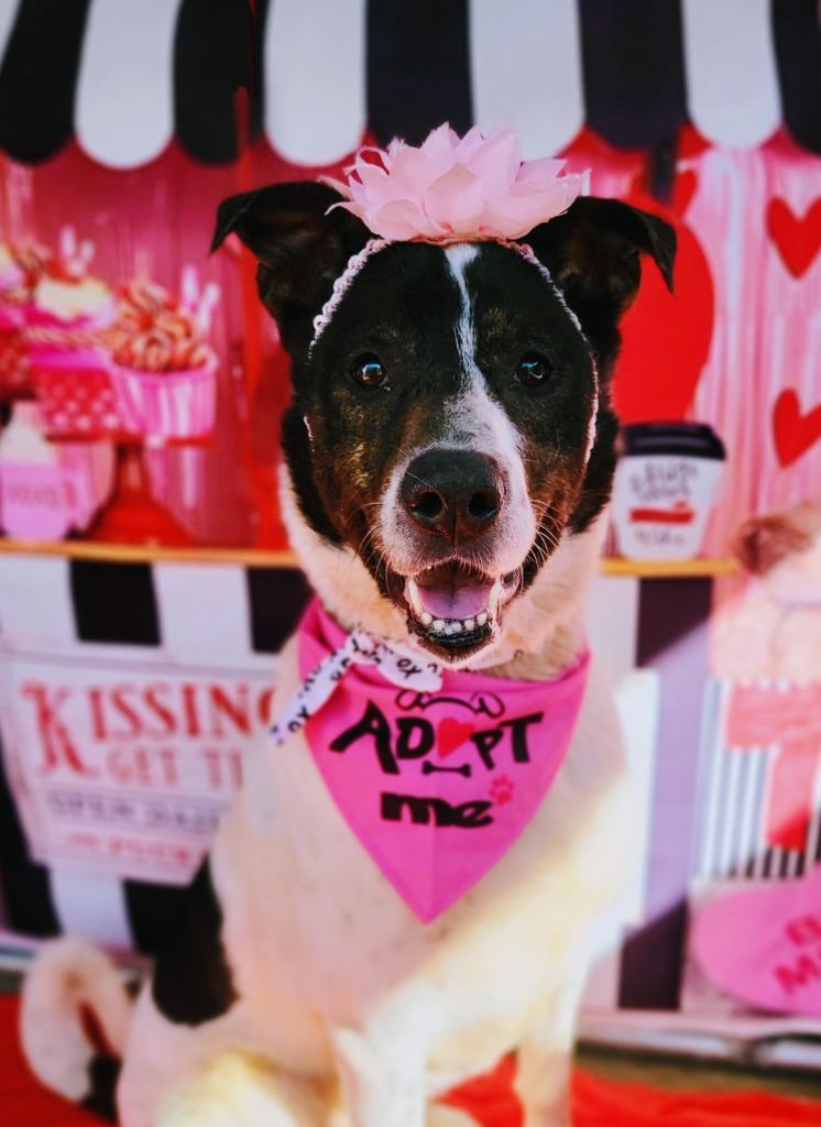 DAISY, a Adoptable Australian Cattle Dog / Blue Heeler in Elizabethton, TN image 2/6