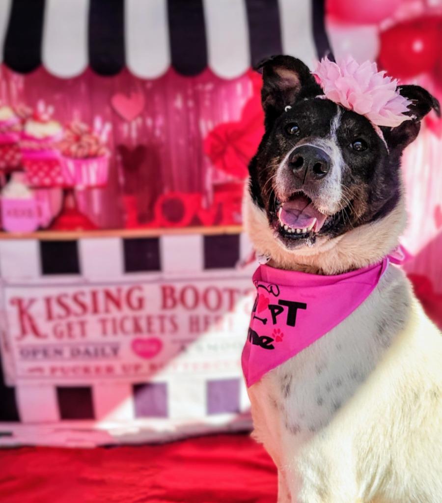 DAISY, a Adoptable Australian Cattle Dog / Blue Heeler in Elizabethton, TN image 3/6