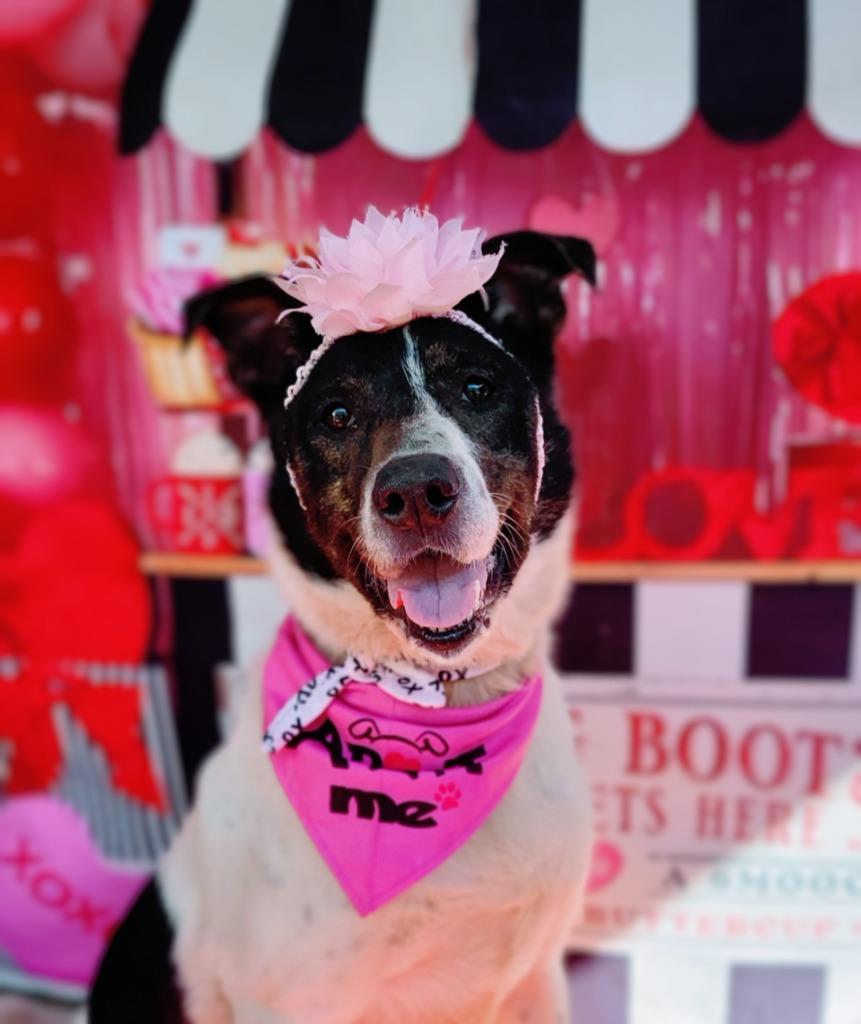 DAISY, a Adoptable Australian Cattle Dog / Blue Heeler in Elizabethton, TN image 4/6