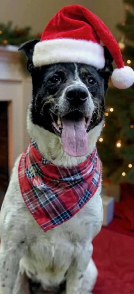 DAISY, a Adoptable Australian Cattle Dog / Blue Heeler in Elizabethton, TN image 5/6