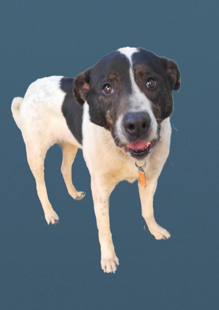 DAISY, a Adoptable Australian Cattle Dog / Blue Heeler in Elizabethton, TN image 6/6