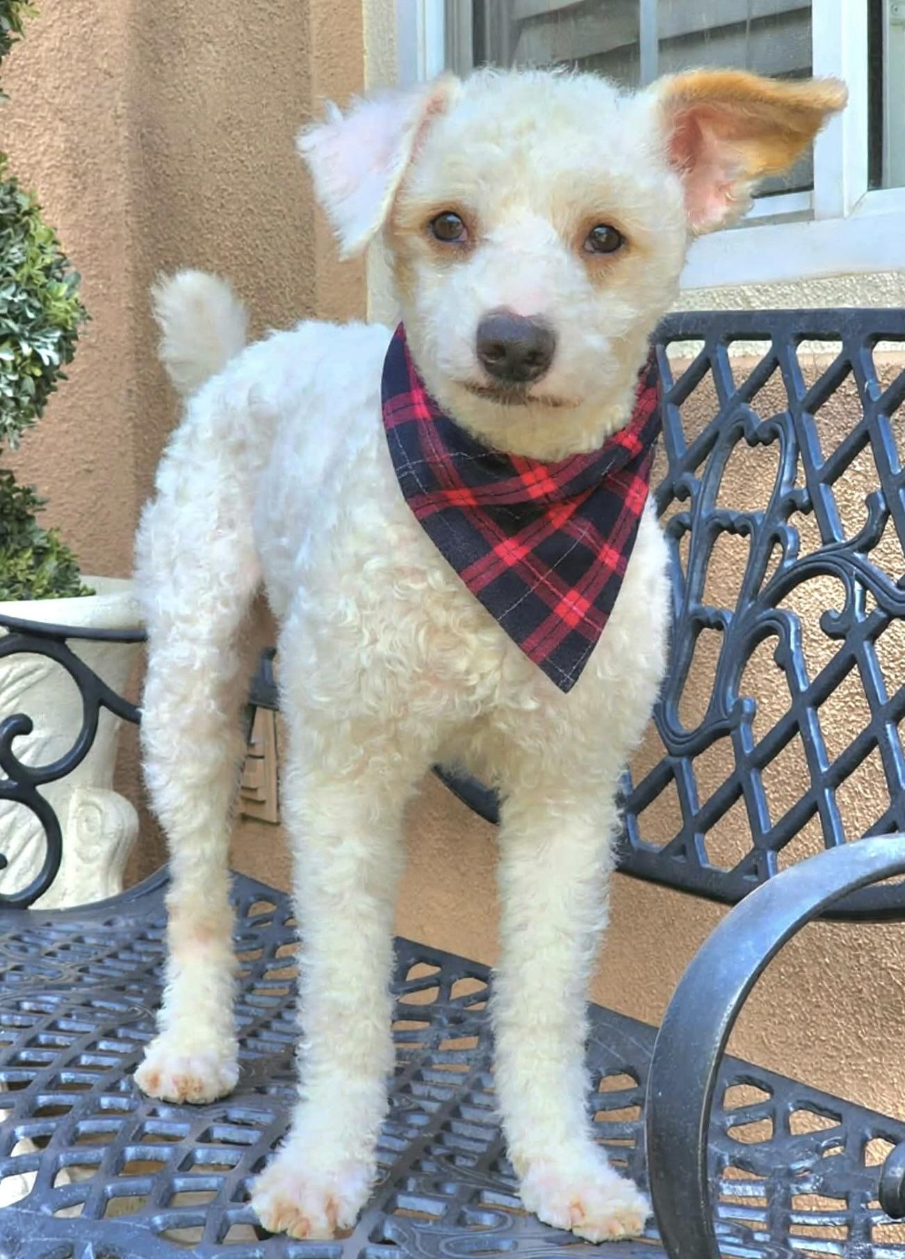 Limon, ADOPTABLE, Young Male Miniature Poodle & Goldendoodle.