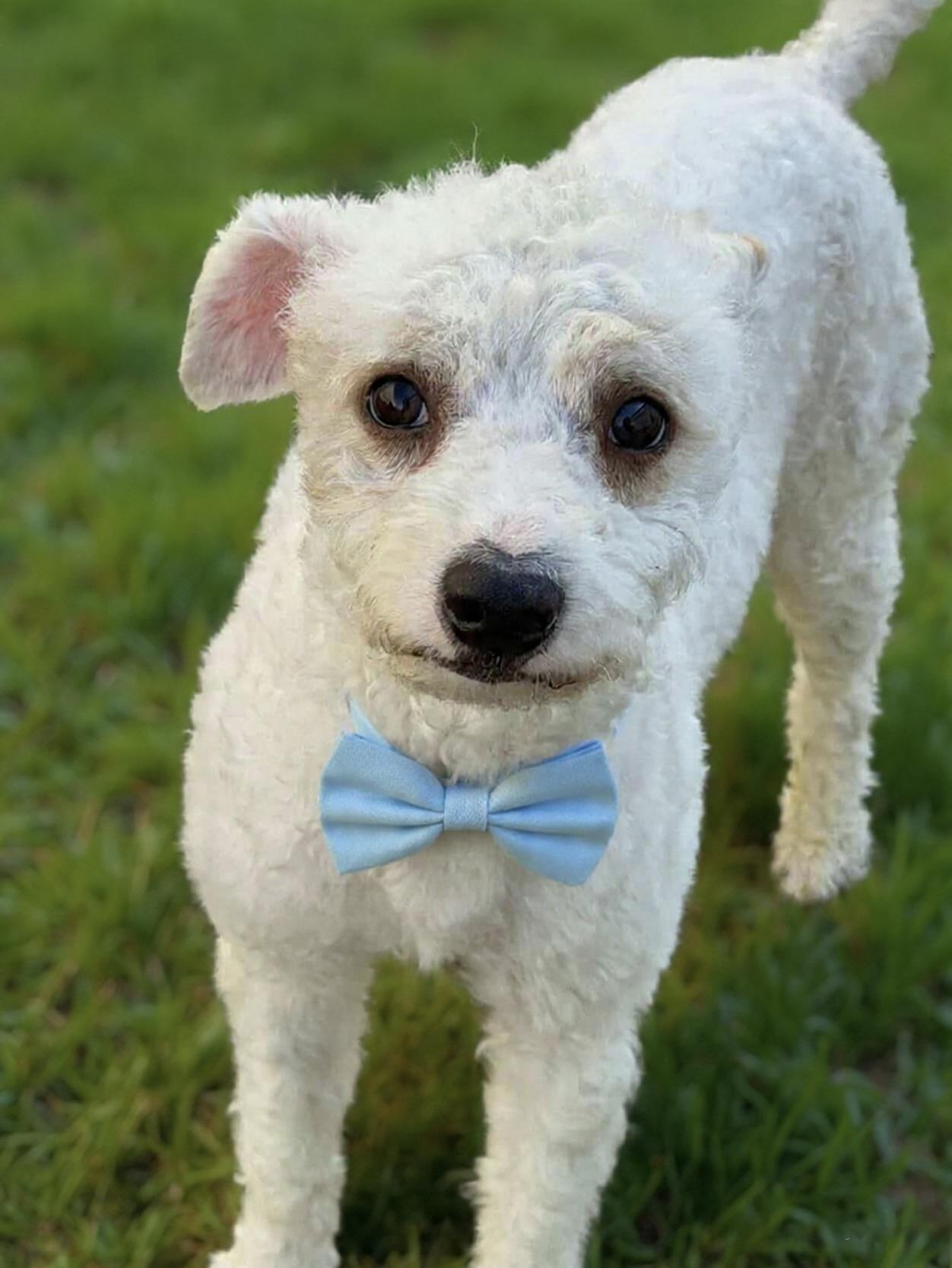 Enlarge Limon, a ADOPTABLE mixed breed in Corona Del Mar, CA image 2/3