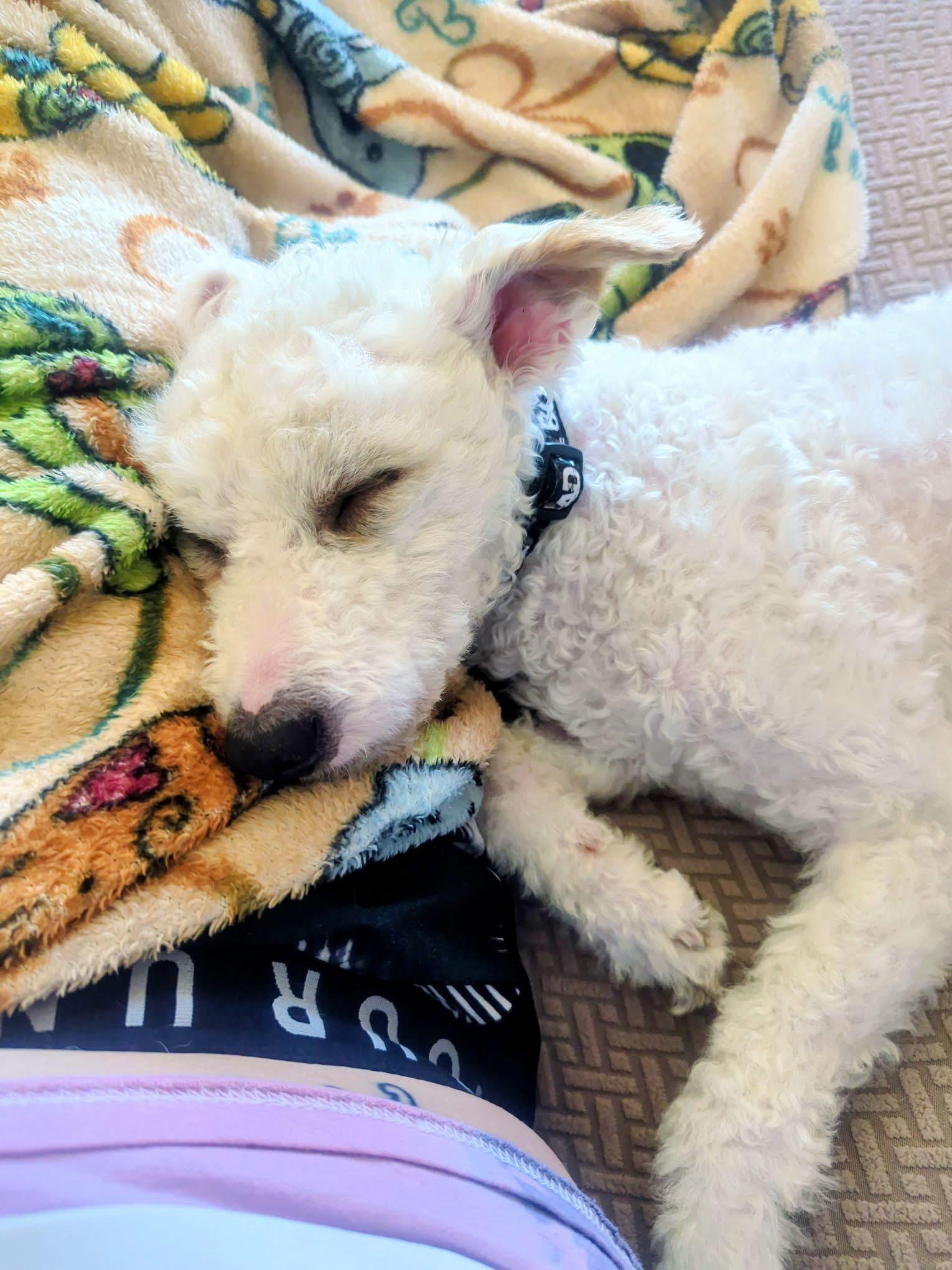 Limon, a ADOPTABLE mixed breed in Corona Del Mar, CA image 4/6
