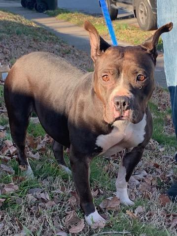 Misty, Adult Female Pit Bull Terrier