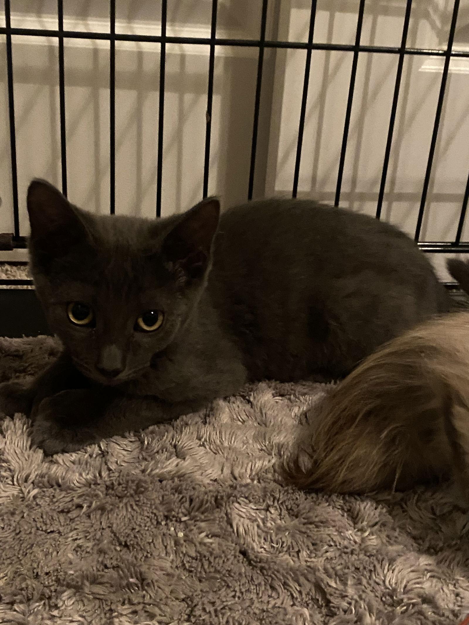 Enlarge Paws ( KT), a Adoptable Russian Blue in Vacaville, CA image 1/3
