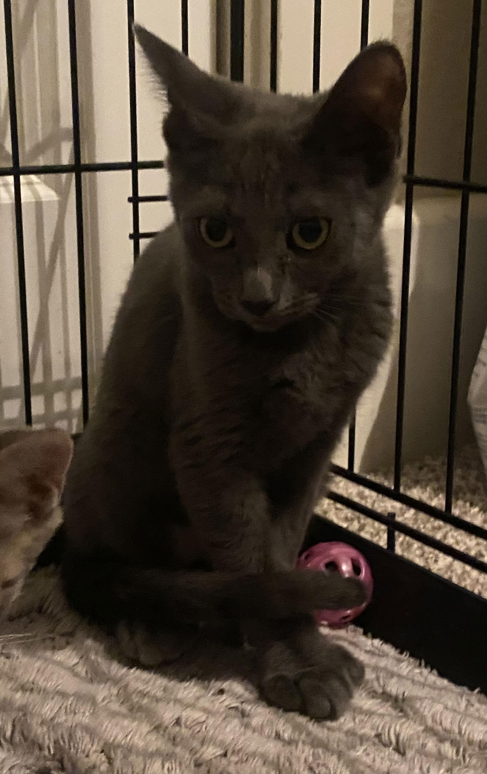 Enlarge Paws ( KT), a Adoptable Russian Blue in Vacaville, CA image 3/3