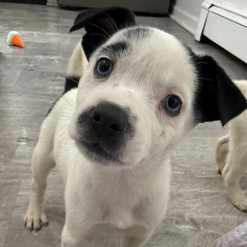 NY Paisley (Foster in Brewster NY), Adoptable, Puppy Female Husky & Mixed Breed.