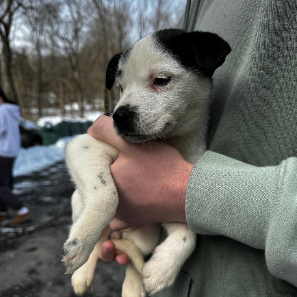 Enlarge NY Paisley (Foster in Mahopac), a Adoptable mixed breed in Mahopac, NY image 4/6