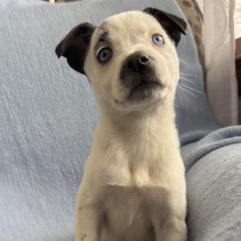 Enlarge NY Paisley (Foster in Mahopac), a Adoptable mixed breed in Mahopac, NY image 5/6