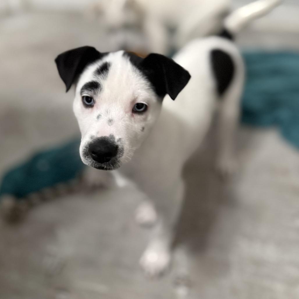 NY Paisley (Foster in Mahopac NY), a Adoptable mixed breed in Patterson, NY image 1/6