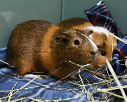 Enlarge MOCHA, a Adoptable Guinea Pig in West Seneca, NY image 1/3