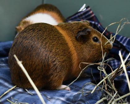Enlarge MOCHA, a Adoptable Guinea Pig in West Seneca, NY image 2/3