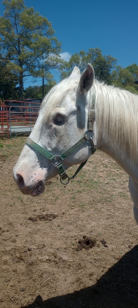 Carl 10 YO Appaloosa Gelding Missing one eye, Adopted, Young Male Appaloosa.