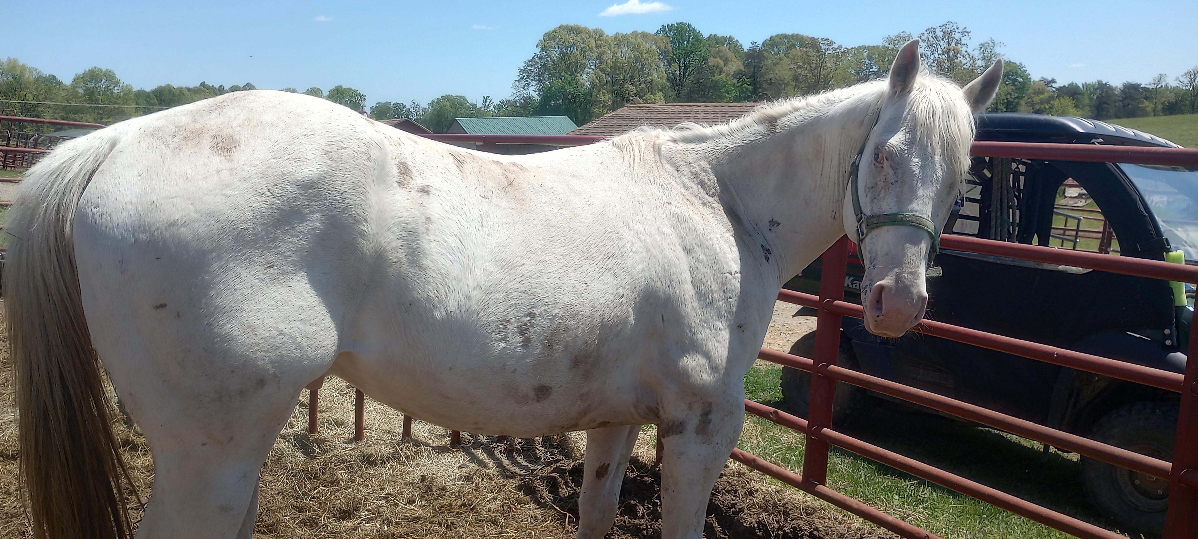 Enlarge Carl 10 YO Appaloosa Gelding Missing one eye, a Adopted Appaloosa in Hardy, VA image 2/3