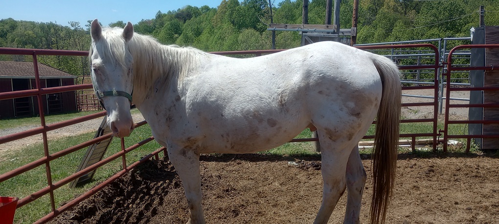 Enlarge Carl 10 YO Appaloosa Gelding Missing one eye, a Adopted Appaloosa in Hardy, VA image 3/3