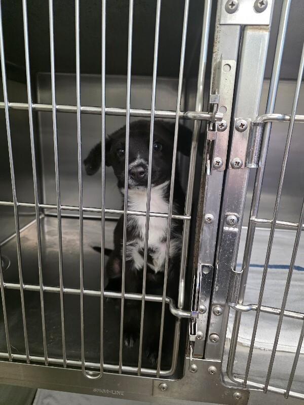 Enlarge Dollar Bill, an adoptable mixed breed in Zimmerman, MN image 1/1