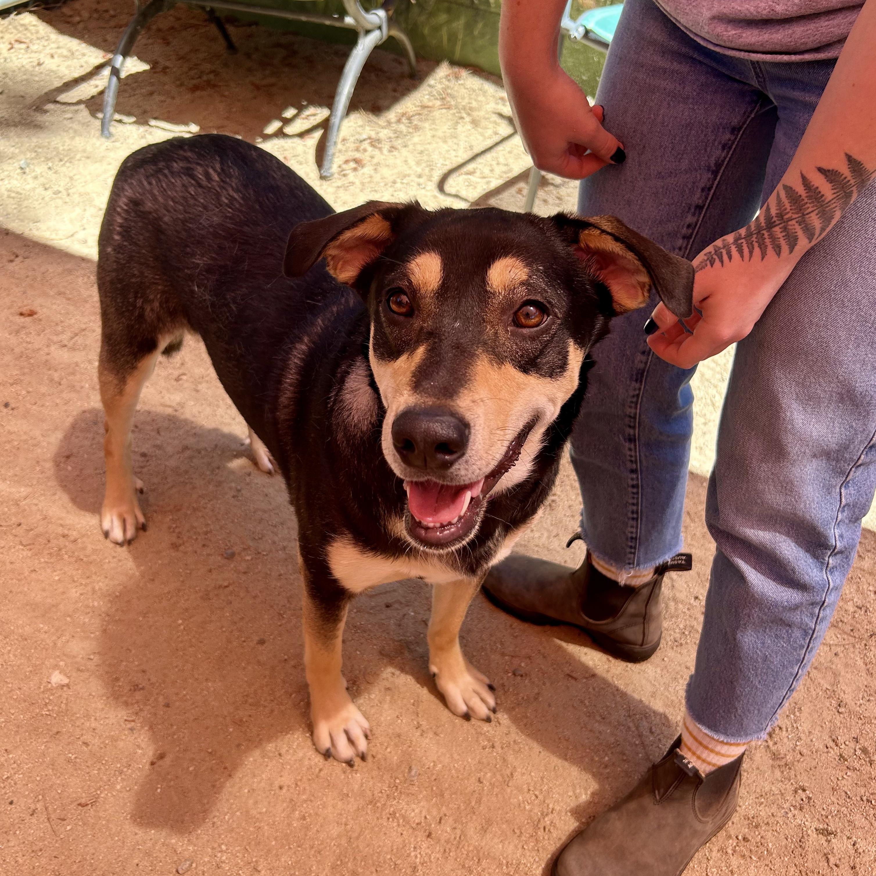 Gypsy- Perfect Size Pal Shepherd Dog