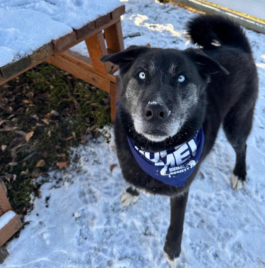 Gus, Adoptable, Adult Male Husky & Great Dane.