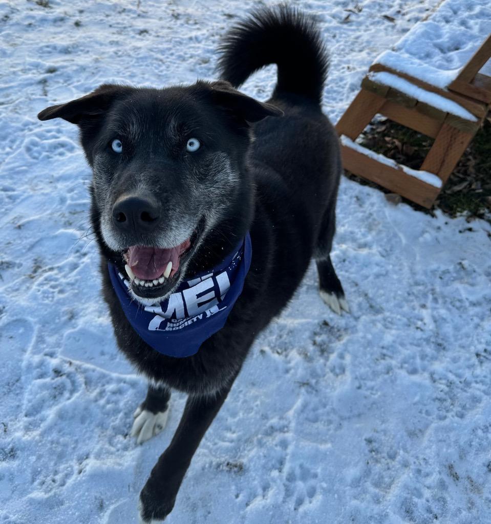 Enlarge Gus, a Adoptable mixed breed in Logan, UT image 2/2